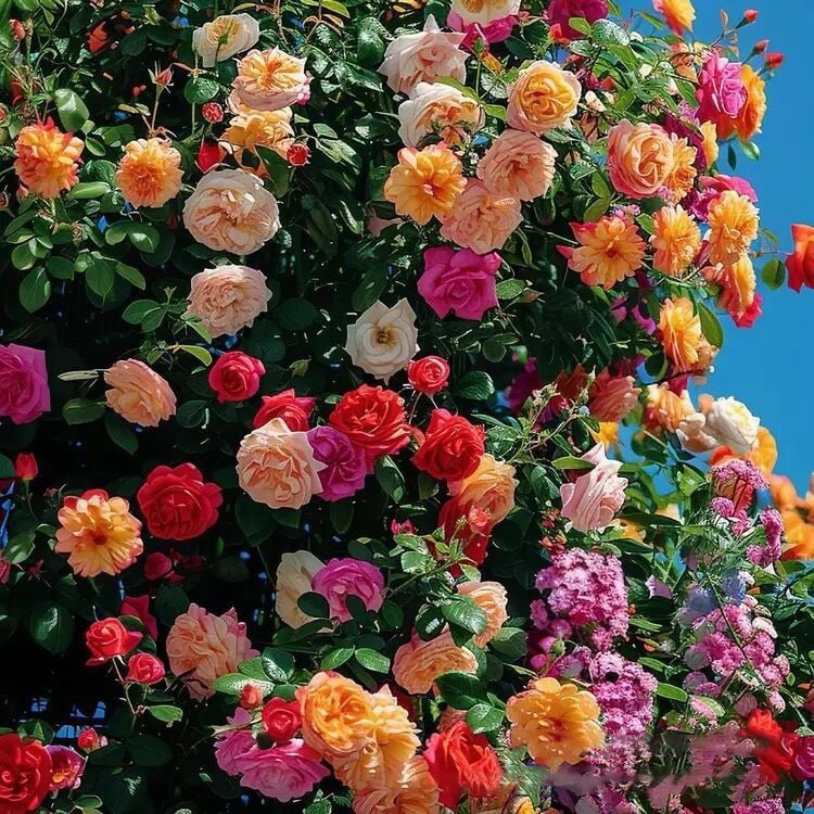 Climbing Vine Rose Flower Seeds