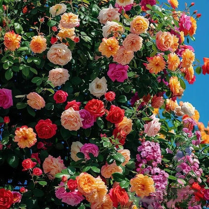 Climbing Vine Rose Flower Seeds