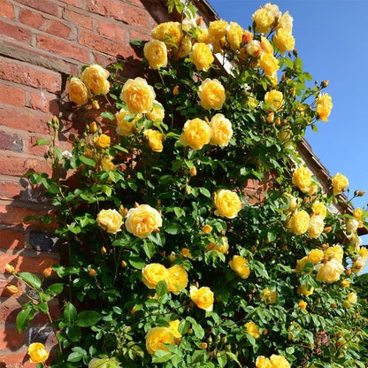 Climbing Vine Rose Flower Seeds