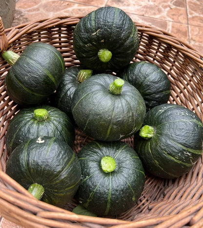 Organic Beibei pumpkin seeds🥝