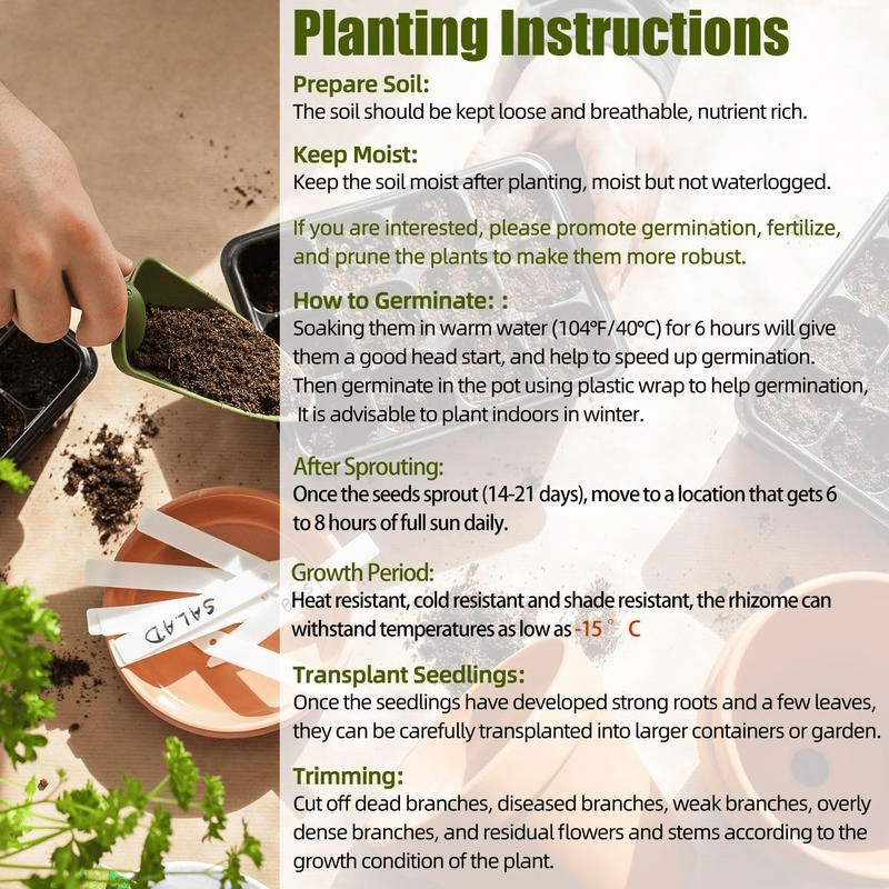 Rare Coleus Seeds - Rare & Unique Varieties🌸 (Pack of 500 Seeds)