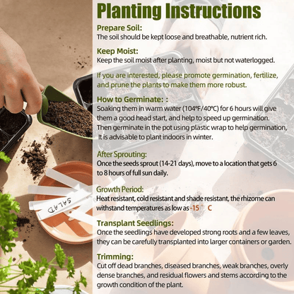 Rare Coleus Seeds - Rare & Unique Varieties🌸 (Pack of 500 Seeds)