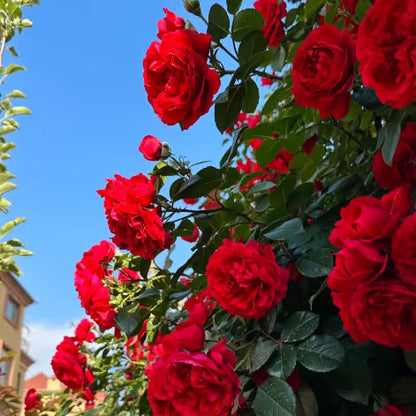 Climbing Vine Rose Flower Seeds