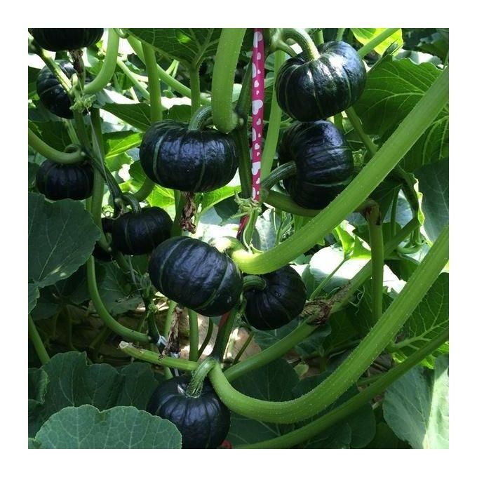 Organic Beibei pumpkin seeds🥝