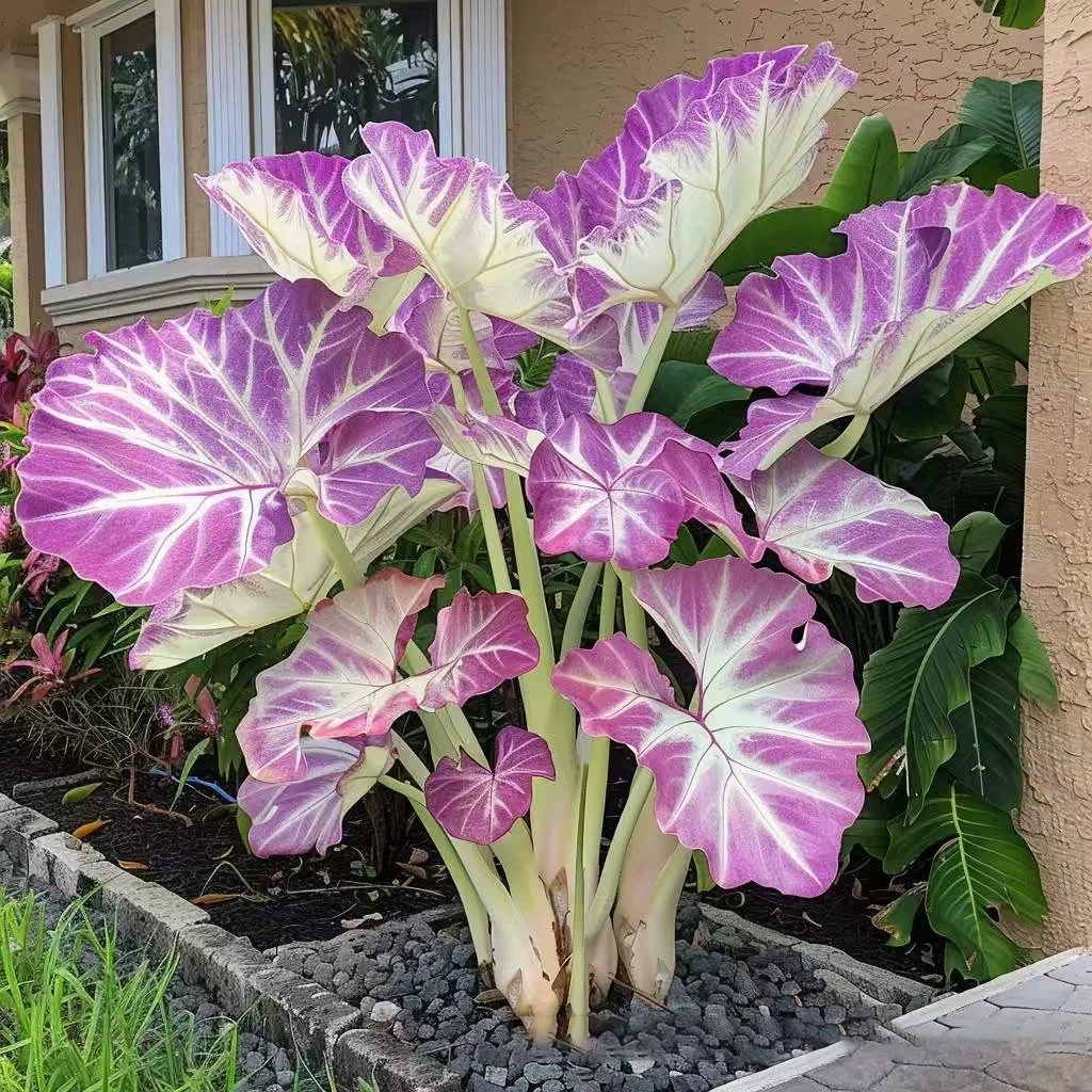 Rare Coleus Seeds - Rare & Unique Varieties🌸 (Pack of 500 Seeds)