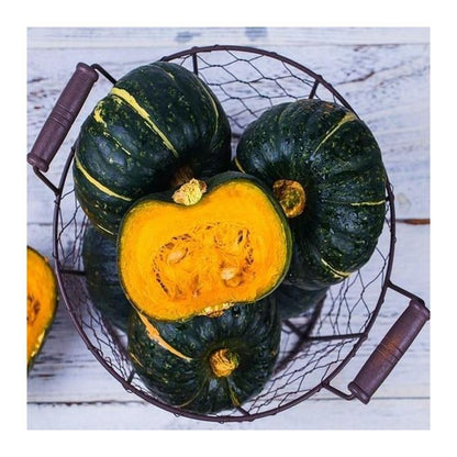 Organic Beibei pumpkin seeds🥝