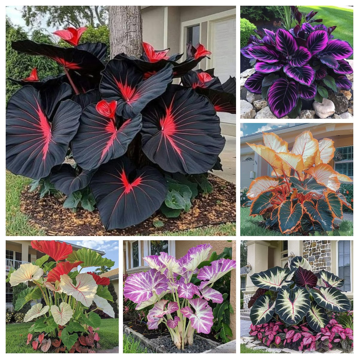 Rare Coleus Seeds - Rare & Unique Varieties🌸 (Pack of 500 Seeds)