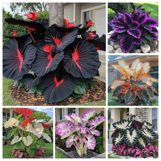 Rare Coleus Seeds - Rare & Unique Varieties🌸 (Pack of 500 Seeds)