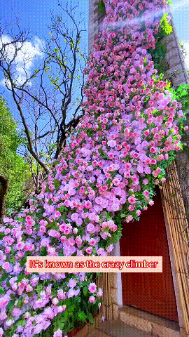 Climbing Vine Rose Flower Seeds