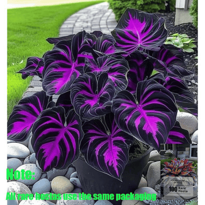 Rare Coleus Seeds - Rare & Unique Varieties🌸 (Pack of 500 Seeds)